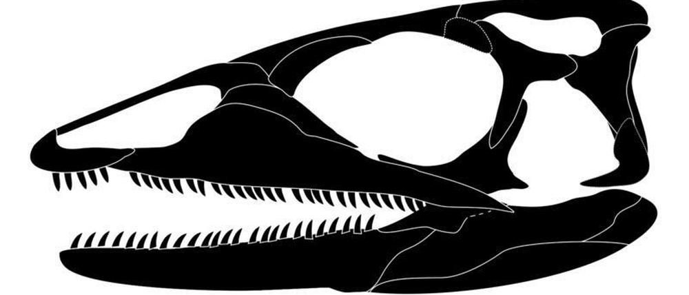 Die Computergrafik zeigt die zweidimensionale Rekonstruktion eines Schädels des eidechsenartigen Tiers, das vor 240 Millionen Jahren gelebt hat. 