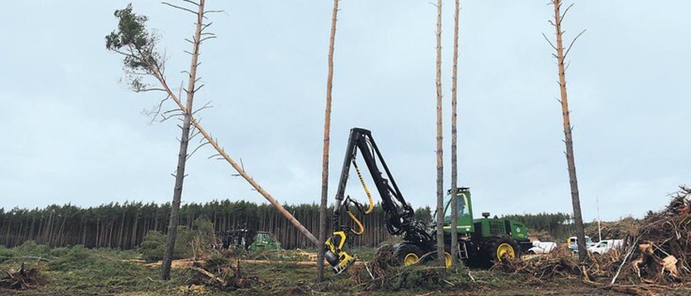 Die Rodungen gehen weiter. Die Abholzarbeiten bei Grünheide wurden am Freitag fortgesetzt.