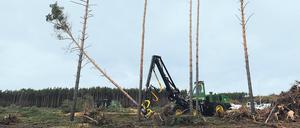 Die Rodungen gehen weiter. Die Abholzarbeiten bei Grünheide wurden am Freitag fortgesetzt. 