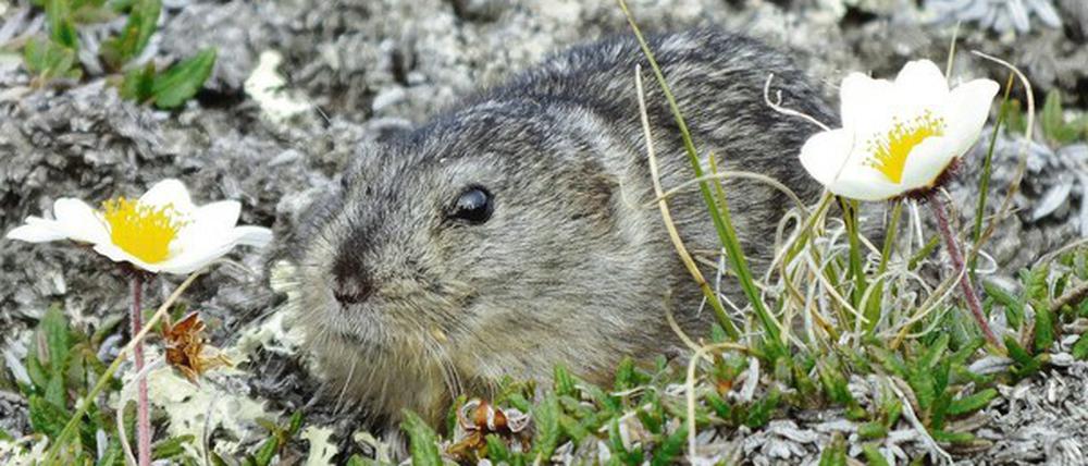 Lemmingauge, sei wachsam. Dicrostonyx ist Vegetarier. Hermeline, Schnee-Eulen und Raubmöwen sind es allerdings nicht.