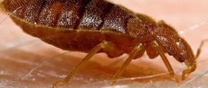 Eine Bettwanze saugt Blut aus menschlicher Haut.