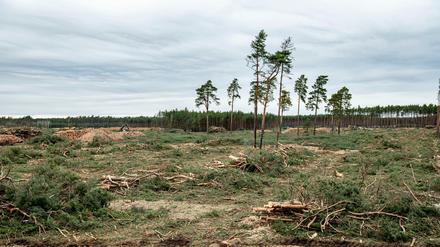22.02.2020, Brandenburg, Grünheide: Bäume wurden auf dem Gelände für das zukünftige Tesla Werk in Grünheide gefällt. Auf diesem Gelände, östlich Autobahn A10 Berliner Ring in der Gemeinde Grünheide, plant Tesla den Bau einer Gigafactory. Dort sollen in einer ersten Phase von Sommer 2021 an jährlich 150 000 Elektroautos der Typen Model 3 und Y gebaut werden. +