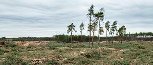 22.02.2020, Brandenburg, Grünheide: Bäume wurden auf dem Gelände für das zukünftige Tesla Werk in Grünheide gefällt. Auf diesem Gelände, östlich Autobahn A10 Berliner Ring in der Gemeinde Grünheide, plant Tesla den Bau einer Gigafactory. Dort sollen in einer ersten Phase von Sommer 2021 an jährlich 150 000 Elektroautos der Typen Model 3 und Y gebaut werden. +