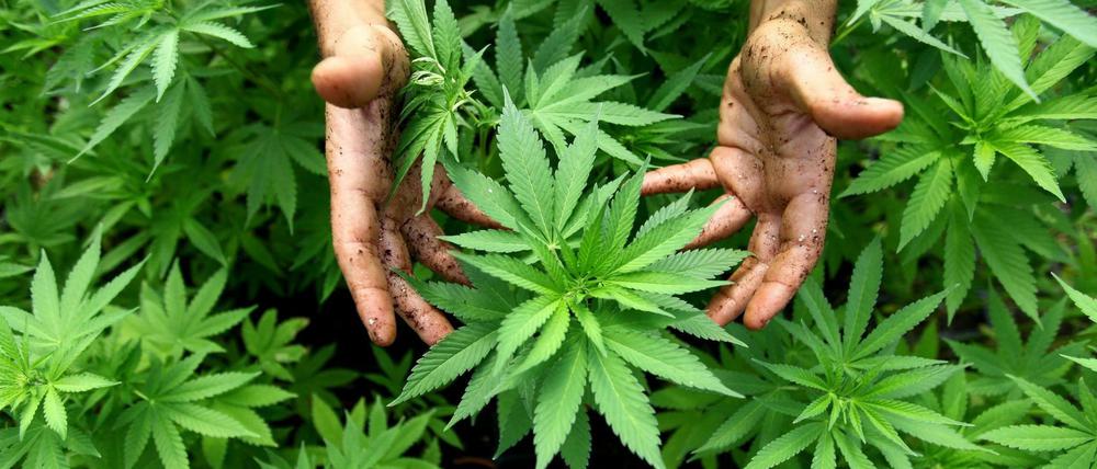 Ein Mann hat auf einem Friedhof in Berlin Cannabispflanzen angebaut.