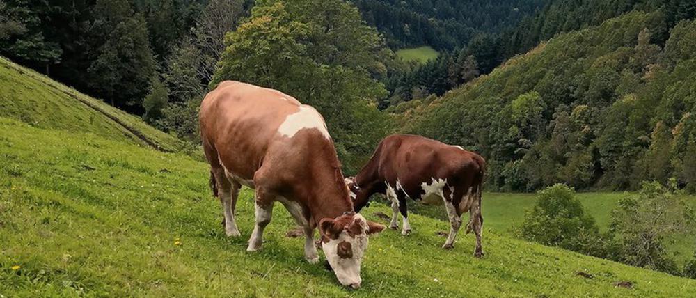 Deutscher geht es nicht: Milchkühe vor Mischwäldern.