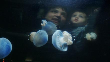 Quallen im Aquarium des Berliner Zoos. Fast 18.000 Tiere leben hier auf drei Etagen.
