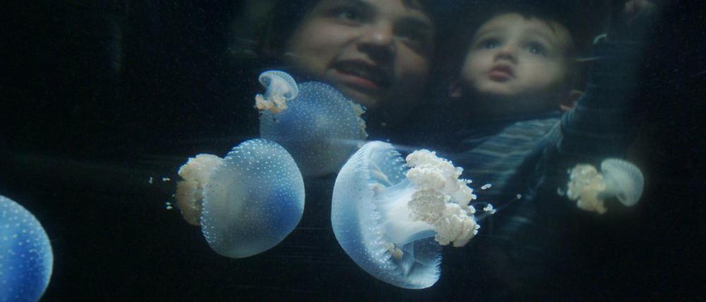 Quallen im Aquarium des Berliner Zoos. Fast 18.000 Tiere leben hier auf drei Etagen.