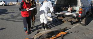 Tote Delfine werden auf einen Transporter geladen. Hunderte tote Delfine sind seit Jahresbeginn an Frankreichs Atlantikküste angespült worden.