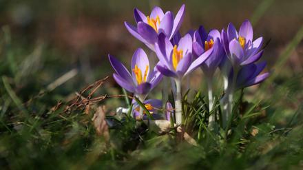 Frühlingsvorboten: Frühblüher wie Krokusse und Schneeglöckchen sind auch im Berliner Stadtbild vielerorts zu sehen.