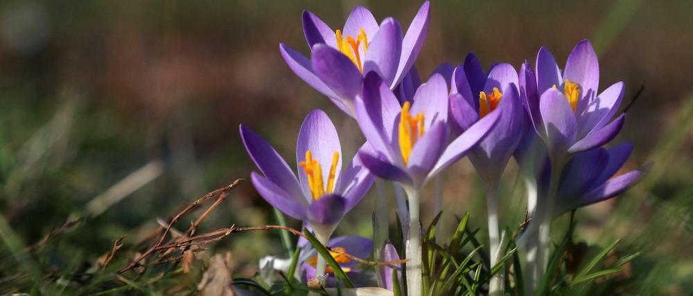 Frühlingsvorboten: Frühblüher wie Krokusse und Schneeglöckchen sind auch im Berliner Stadtbild vielerorts zu sehen.