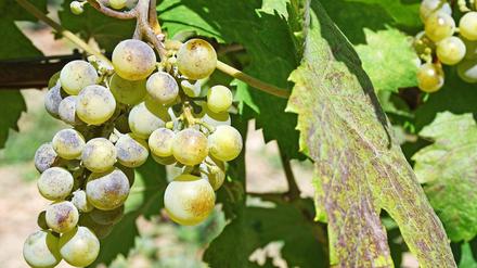 Ein milder Winter verschärft ein Problem, das Winzer und Obstbauern haben: Spätfröste können für erhebliche Ernteausfälle sorgen.