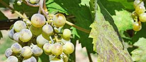 Ein milder Winter verschärft ein Problem, das Winzer und Obstbauern haben: Spätfröste können für erhebliche Ernteausfälle sorgen.