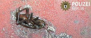 Kakerlake aus Großbäckerei in Neukölln.