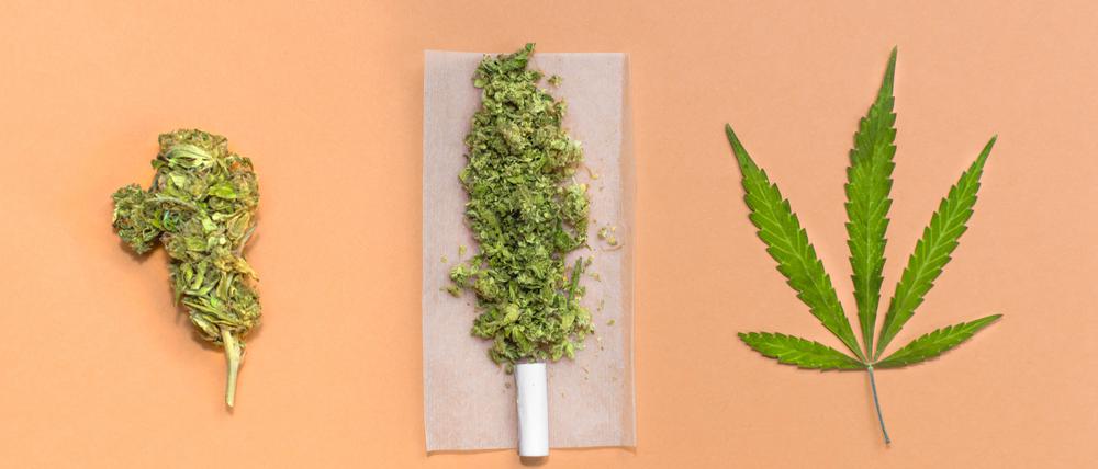Rolling a cannabis joint: marijuana bud, leaf and joint ready to roll. Madrid, Community of Madrid, Spain PUBLICATIONxINxGERxSUIxAUTxONLY CR_SCOVMN200828-480859-01