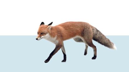 Vulpes vulpes, der Rotfuchs. 