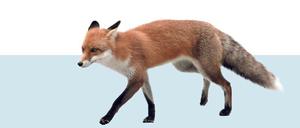 Vulpes vulpes, der Rotfuchs. 