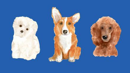 Einfach zum Knuddeln: Malteser Maf von Marylin Monroe, Corgi Clément von Michel Houellebecq und Pudel Rufus von Churchill (v.l.n.r.). 