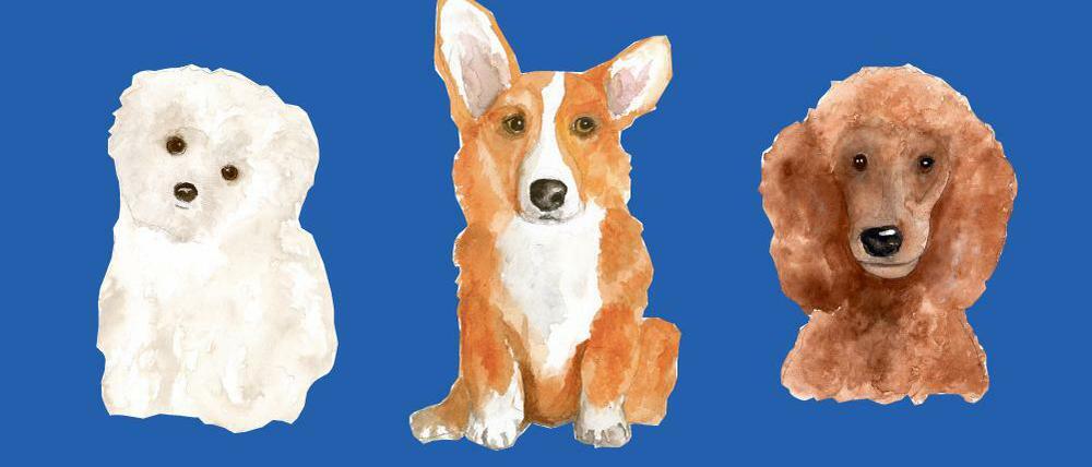 Einfach zum Knuddeln: Malteser Maf von Marylin Monroe, Corgi Clément von Michel Houellebecq und Pudel Rufus von Churchill (v.l.n.r.). 