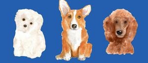 Einfach zum Knuddeln: Malteser Maf von Marylin Monroe, Corgi Clément von Michel Houellebecq und Pudel Rufus von Churchill (v.l.n.r.). 