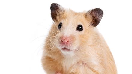 Der Hamster bekommt Konkurrenz: Die Spezies Mensch räumt die Regale leer.