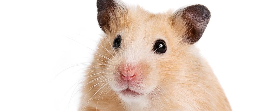 Der Hamster bekommt Konkurrenz: Die Spezies Mensch räumt die Regale leer.