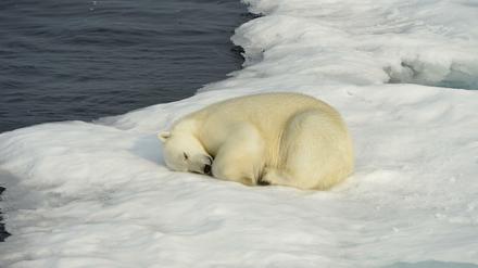 Die Zukunft der Eisbären liegt auf dünnem Eis. 