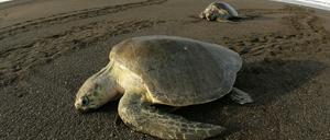 Schildkröten beim Landgang (Archivbild).