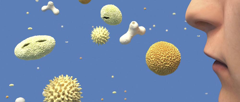 Bald fliegen die Birkenpollen wieder - und machen zusammen mit Coronaviren allergischen Asthmatikern besonders zu schaffen.