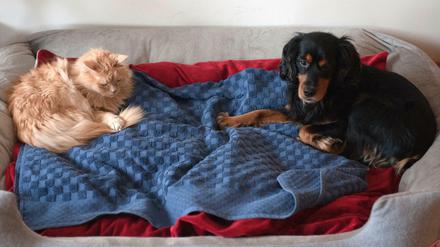 Wer geht Gassi? Wer als Hundehalter in Quarantäne geht, muss dafür sorgen, dass sich jemand anderes um das Haustier kümmert