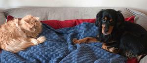 Wer geht Gassi? Wer als Hundehalter in Quarantäne geht, muss dafür sorgen, dass sich jemand anderes um das Haustier kümmert