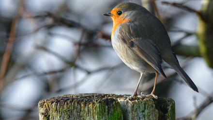 Rotkehlchen gehören zu den besonders begabten Sängern im Vogelreich.
