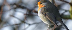 Rotkehlchen gehören zu den besonders begabten Sängern im Vogelreich.
