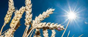 Heiß, immer heißer. Das Jahr 2019 war das zweitwärmste seit Beginn der Temperaturaufzeichnung vor 139 Jahren. 