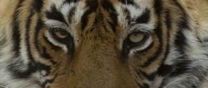 Die Tiger im Ranthambhore-Nationalpark sind doppelt so stark ingezüchtet wie Tiger in anderen Teilen Indiens und weisen eine hohe Frequenz schädlicher Genvarianten auf.