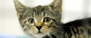 Wer in Quarantäne muss, kann Freunde, Verwandte oder Nachbarn bitten, sein Haustier zu versorgen. (Symbolbild)