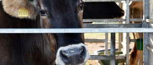 Aufgrund der Corona-Pandemie stehen Tiertransporte derzeit über Stunden im Stau. Tiere leiden.