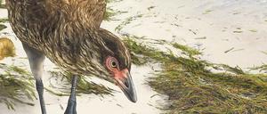 Zeichnung eines rebhuhnartigen Vogels, der am Rand eines tropischen Meeres nach Nahrung sucht.