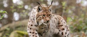Ein Luchs schleicht in einem Waldgehege nahe der Rabenklippen bei Bad Harzburg.