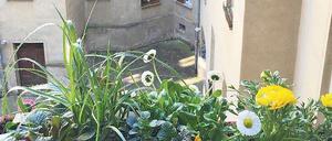 Das Fensterbrett reicht für ein Blumenbeet - zumindest für ein kleines. 