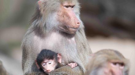 Ein weiblicher Mantelpavian hält sein Junges im Berliner Zoo.