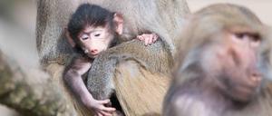 Ein weiblicher Mantelpavian hält sein Junges im Berliner Zoo.