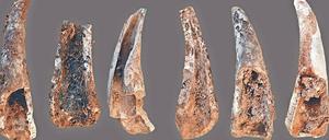 Mahlzeit! Das Bild zeigt Überreste von Taschenkrebsen, die Neandertaler vor rund 100 000 Jahren in der Figueira-Brava-Höhle an der Küste Portugals verspeisten.