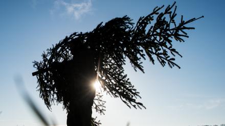 Vor allem in Familien mit Kindern gehört ein Baum zum Fest dazu.