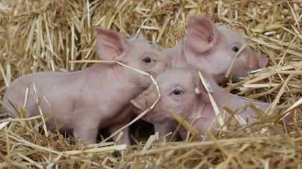 Die Tierschutzorganisation VIER PFOTEN ist für einen sofortigen Stopp von Tiertransporten.