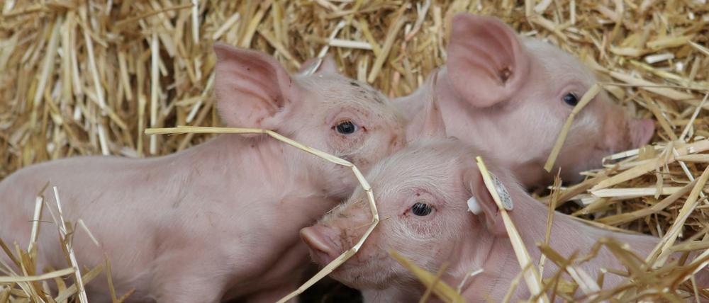 Die Tierschutzorganisation VIER PFOTEN ist für einen sofortigen Stopp von Tiertransporten.