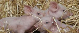 Die Tierschutzorganisation VIER PFOTEN ist für einen sofortigen Stopp von Tiertransporten.