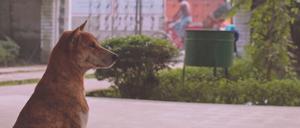 Daniel Steegmann Mangranés Video „Fog Dog“.