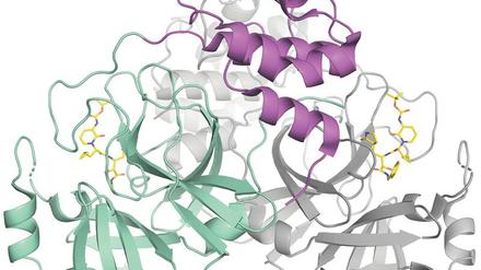Blockade. Ein Wirkstoff (gelb) könnte das wichtigste Enzym des Coronavirus, eine Protease, hemmen. 