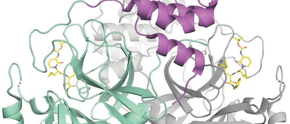 Blockade. Ein Wirkstoff (gelb) könnte das wichtigste Enzym des Coronavirus, eine Protease, hemmen. 