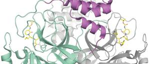 Blockade. Ein Wirkstoff (gelb) könnte das wichtigste Enzym des Coronavirus, eine Protease, hemmen. 